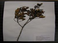 Herbarium sample